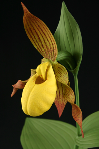 Yellow Lady's Slipper